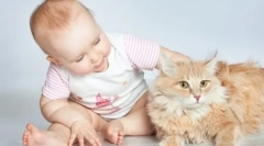 Sugari și animale de companie: prieteni sau dușmani